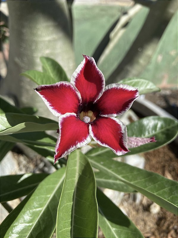 Rosa do Deserto - ESTRELINHA RDMN