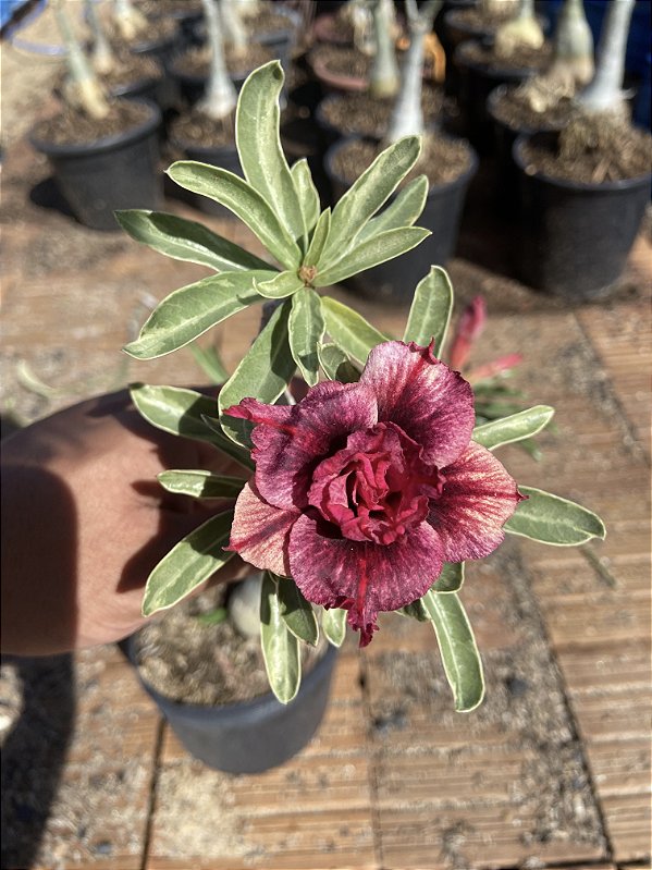Rosa do Deserto - WANDINHA