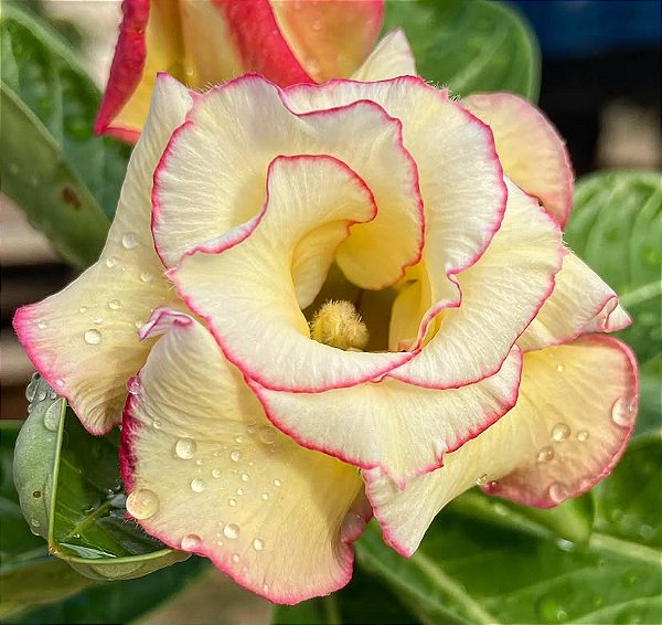 Rosa do Deserto - CONCETA