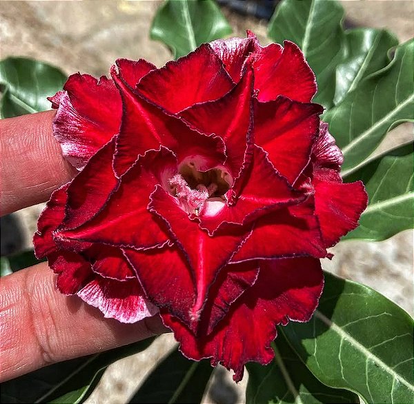 Rosa do Deserto - MISSISSIPI