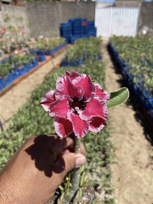 Rosa do Deserto - TIA NEIDINHA