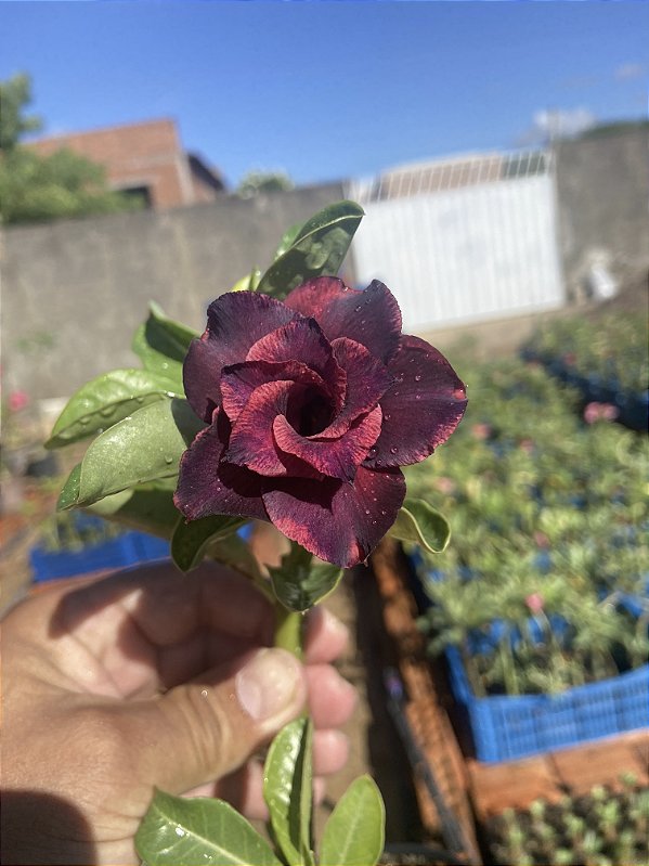 Rosa do Deserto - CREPÚSCULO