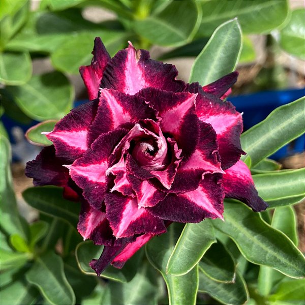 Rosa do Deserto - BLACK PINK