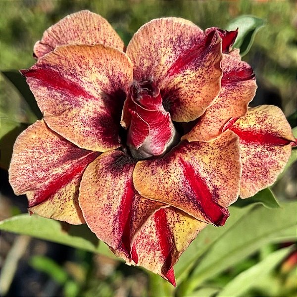 Rosa do Deserto - PEGASUS