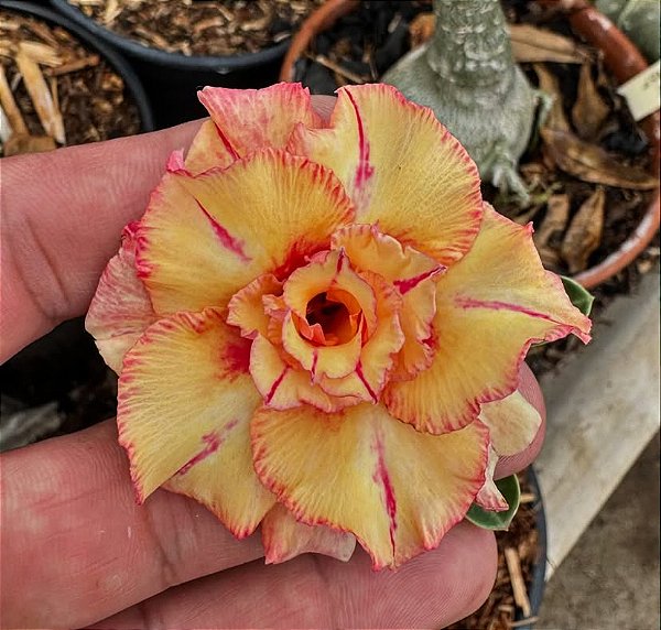 Rosa do Deserto - FILOMENA
