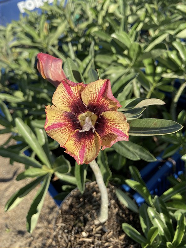 Rosa do Deserto - CHAMA DO SOL