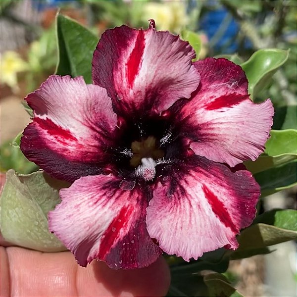 Rosa do Deserto - SANTA ZILDINHA