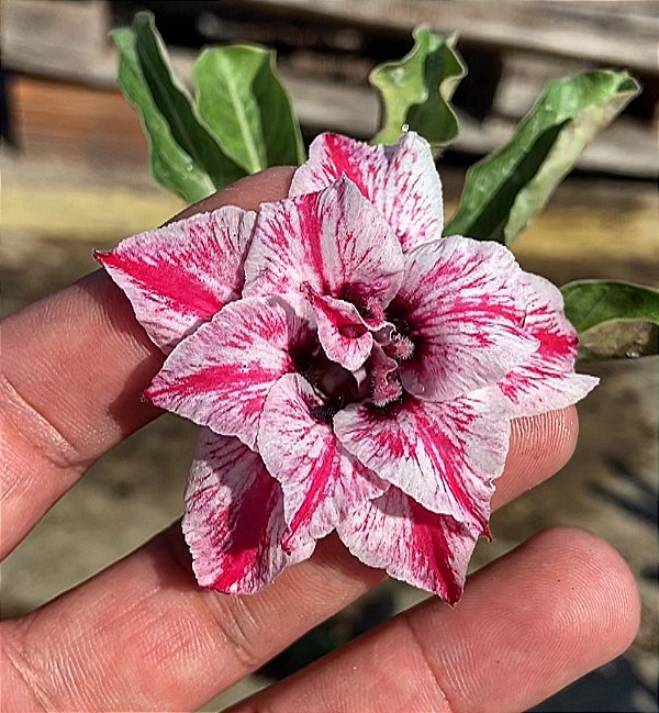 Rosa do Deserto - PANDORA