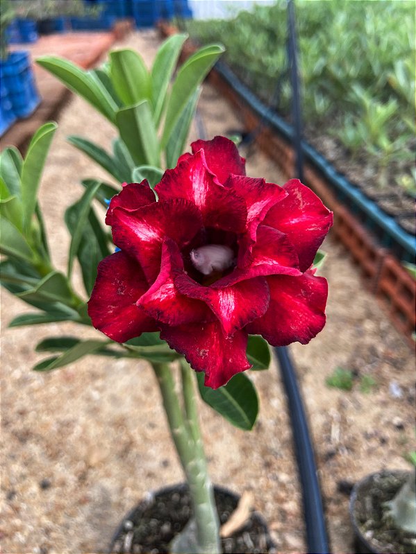 Rosa do Deserto - CORAÇÃO DE FOGO