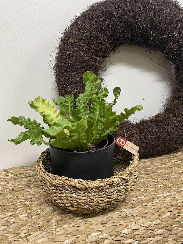 Cesta bowl P