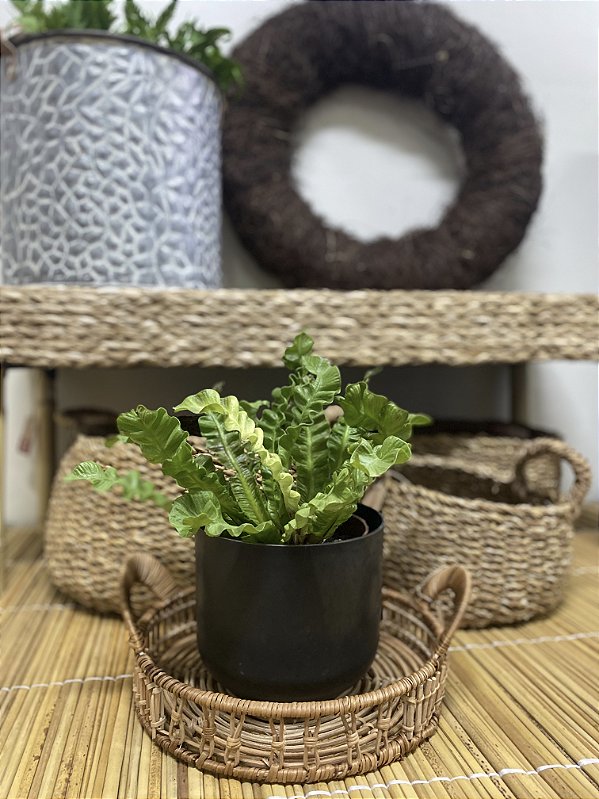 Bandeja redonda de fibra natural