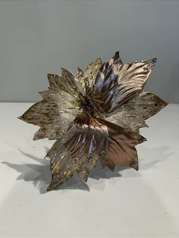 Poinsetia champagne