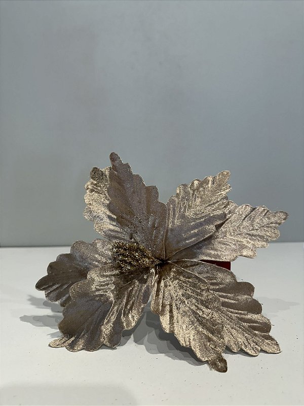 Poinsetia  champagne 24cm