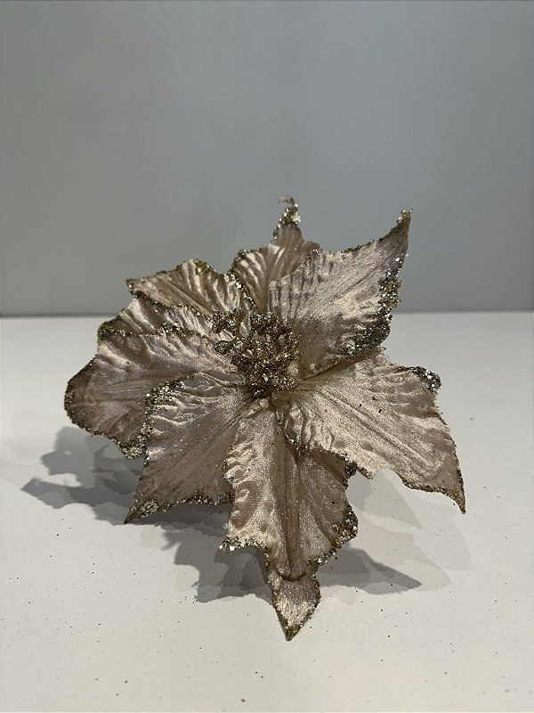Poinsetia champagne