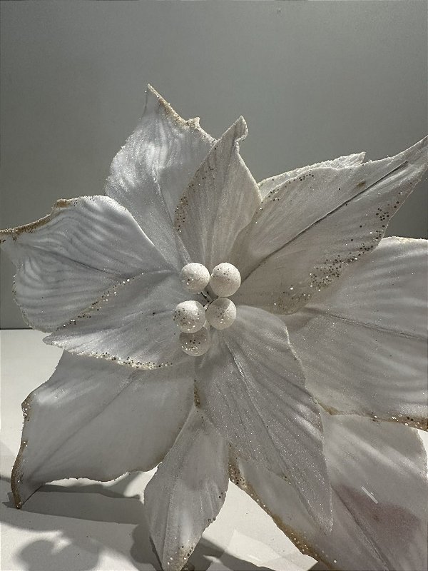 Poinsetia decorativa branca