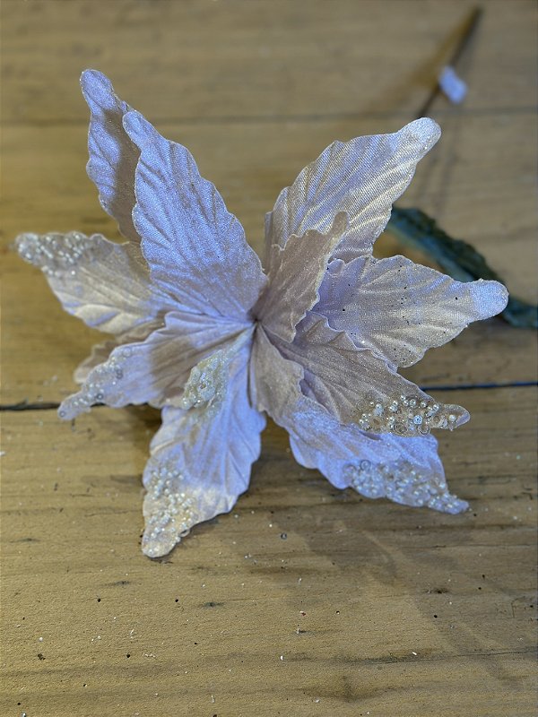 Poinsetia decorativa rose