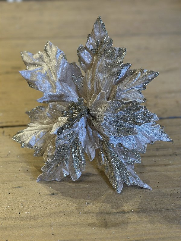 Poinsetia champagne