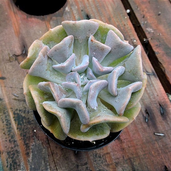 ECHEVERIA CUBIC FROST