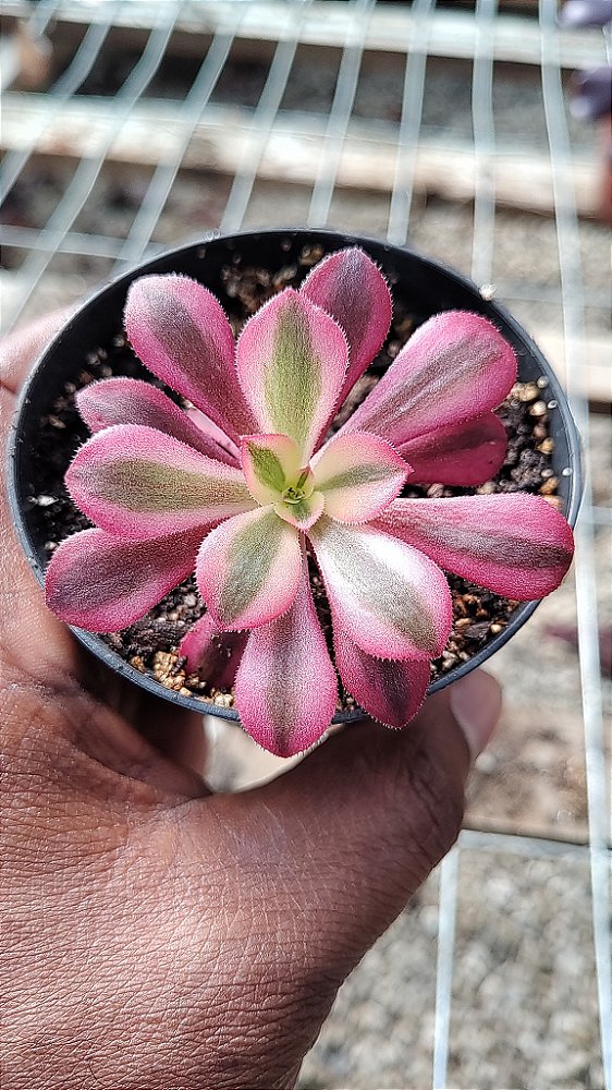 Aeonium Medusa