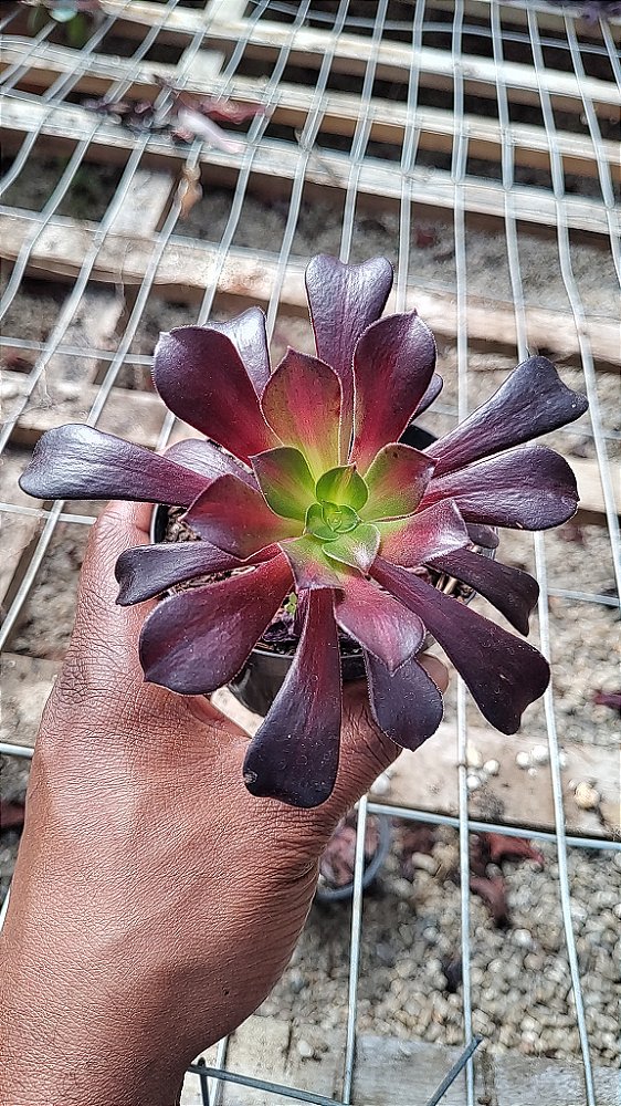 Aeonium Kilimanjaro