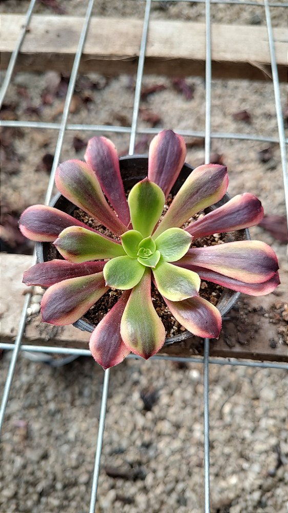 Aeonium Superbang