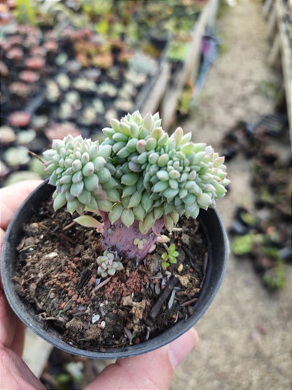 ECH. CRISSY N`RYAN CRISTATA