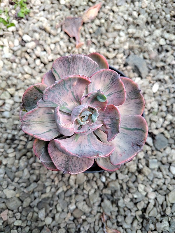 ECHEVERIA BEYONCE