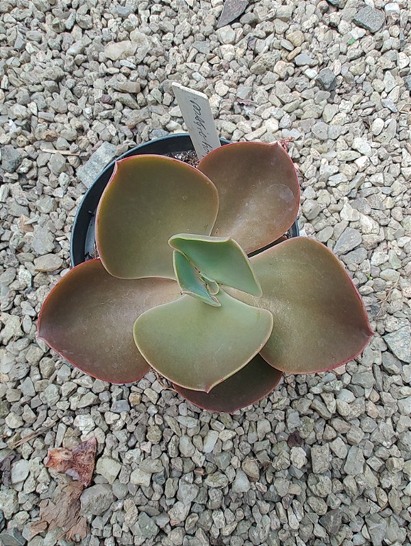 Gibbiflora Magiclamp