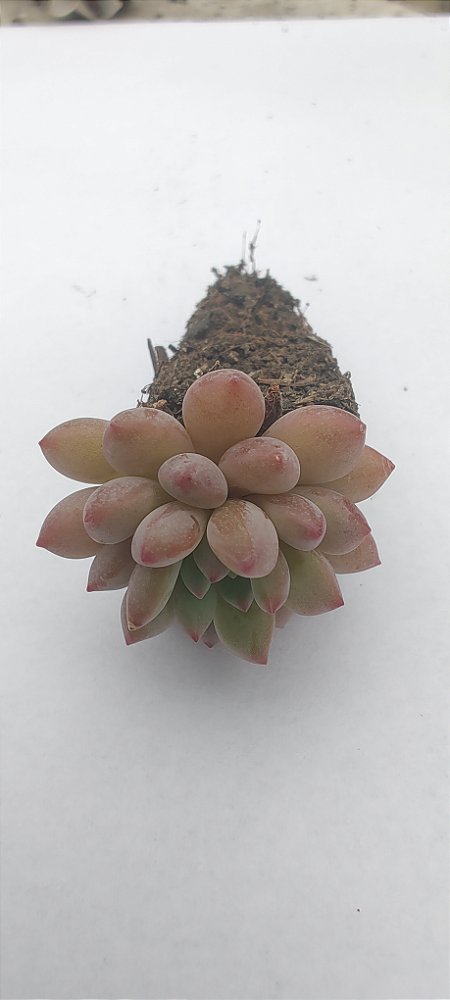 Echeveria Amoena