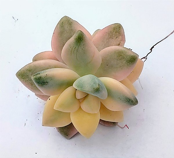Victor Kane Variegata plug