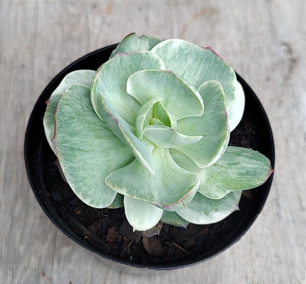 Momoca variegata