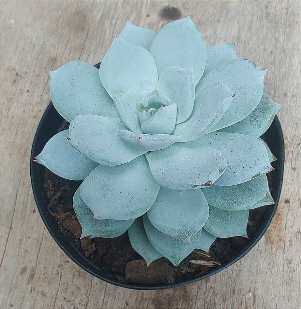 Blue Star