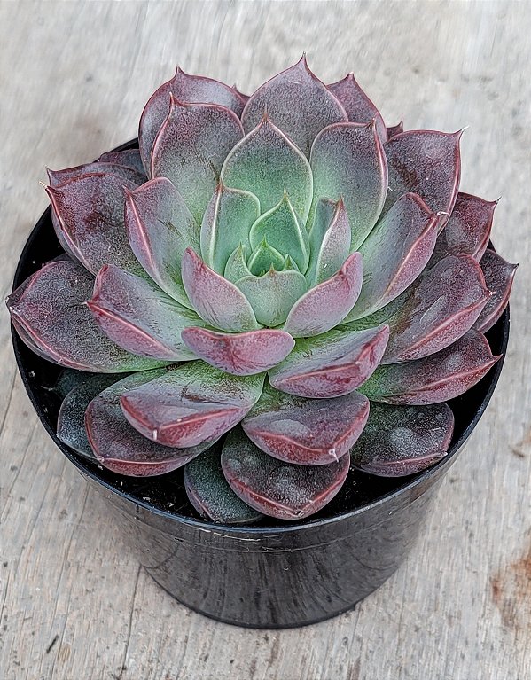 Echeveria Roman
