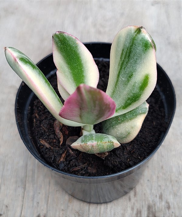 Jade Variegata