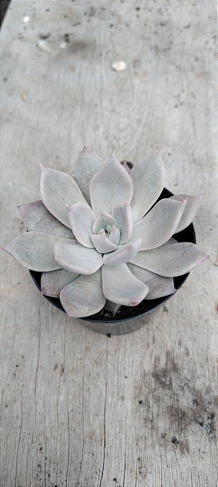 Echeveria Juliana