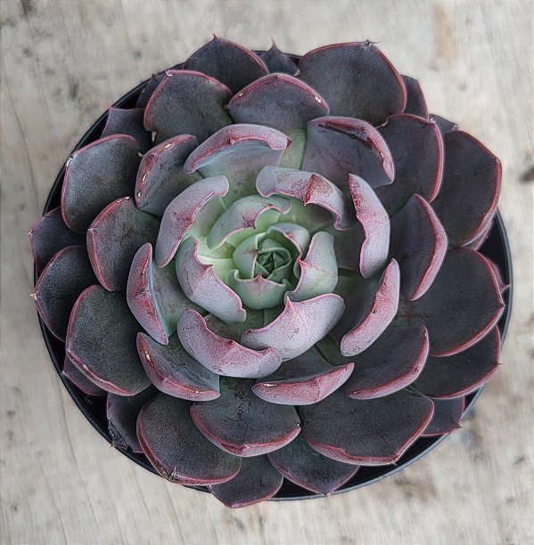 Echeveria Alizarin