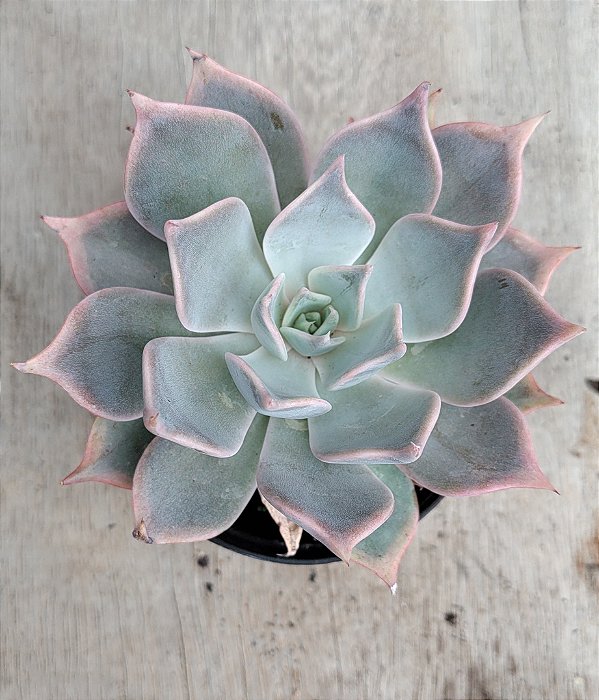 Echeveria Launiz