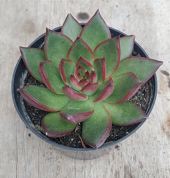 Red Ebony
