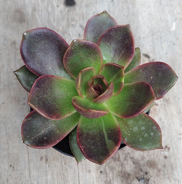 Echeveria Ariana