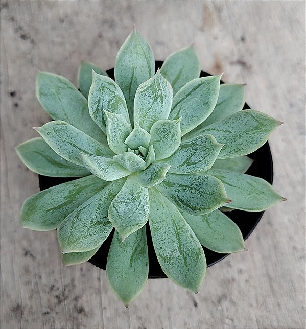 Elegans x Mexican Snowball