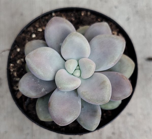 Echeveria Ellen