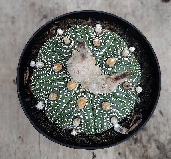 Astrophytum