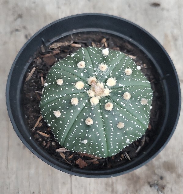 Astrophytum D