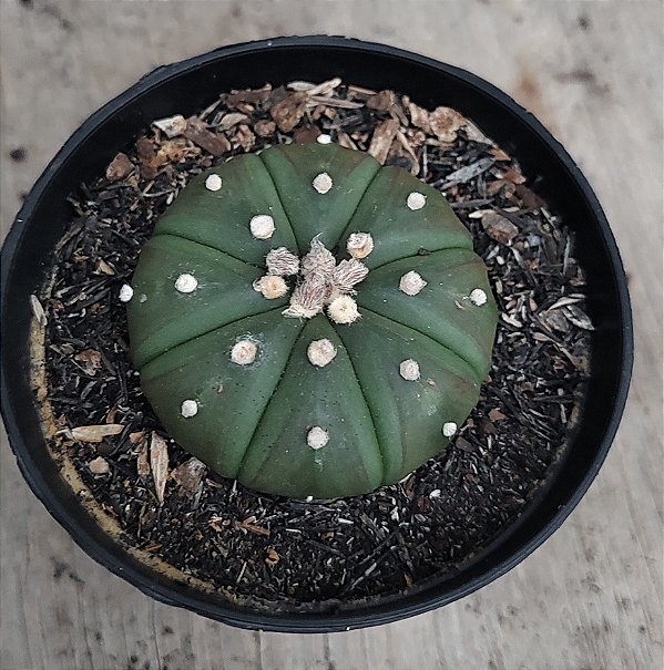 Astrophytum. L