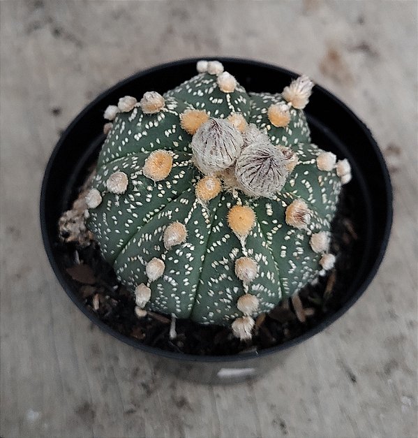 Astrophytum R