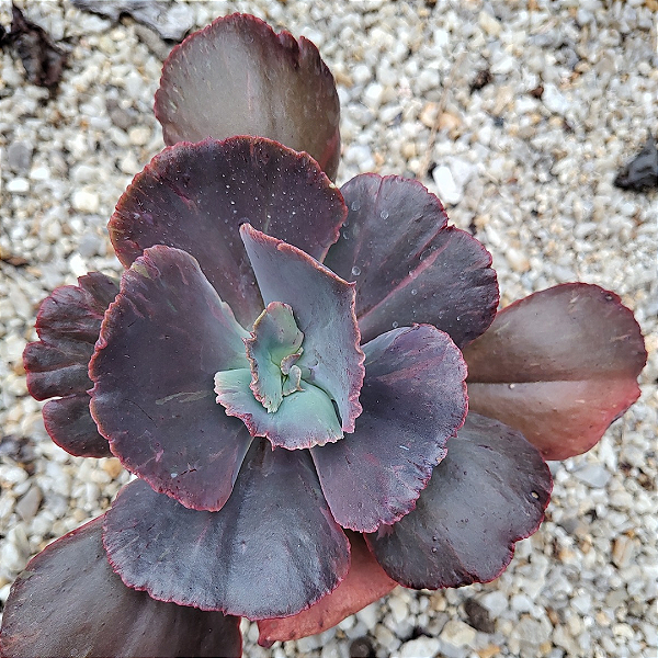 Gibbiflora Sangue Latino