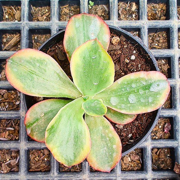 Echeveria Tornado Variegata