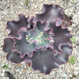 Gibbiflora ON53