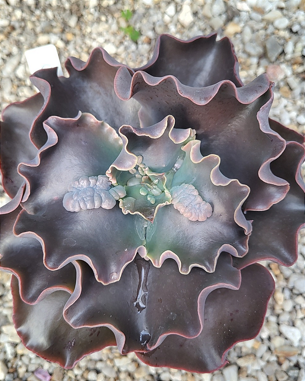 Gibbiflora ON38