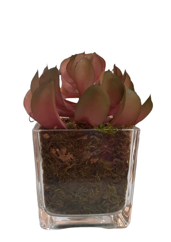 Arranjinho Suculenta no Vaso Vidro